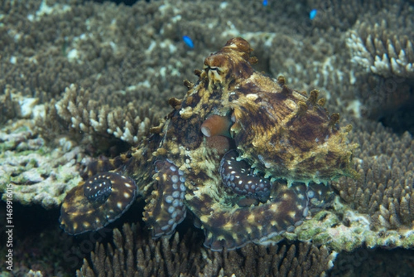 Obraz A well camouflaged Reef octopus, Octopus cyanea, crawls on top of a coral reef in Halmahera, Indonesia. This is probably the most common octopus species on shallow, Indo-Pacific reefs.