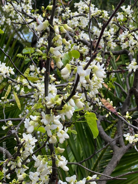 Fototapeta White blossoms blooming on tree branches in springtime