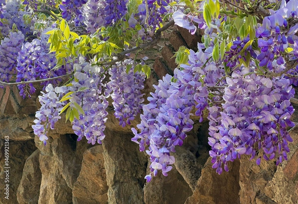 Fototapeta Close-up of Purple Wisteria Flowers Cascading Down a Stone Wall