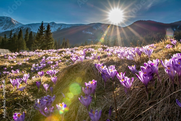 Fototapeta Krokusy na Polanie Chochołowskiej