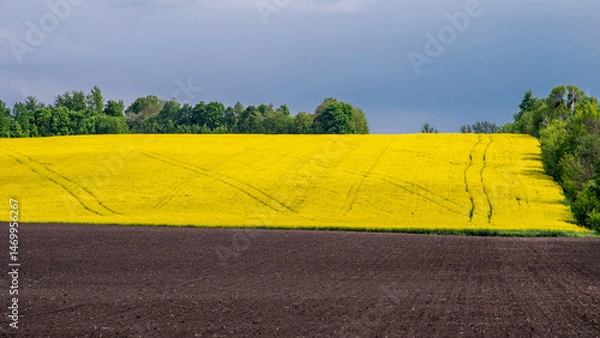 Obraz A plowed field and a field of flowering rapeseed against a blue sky.