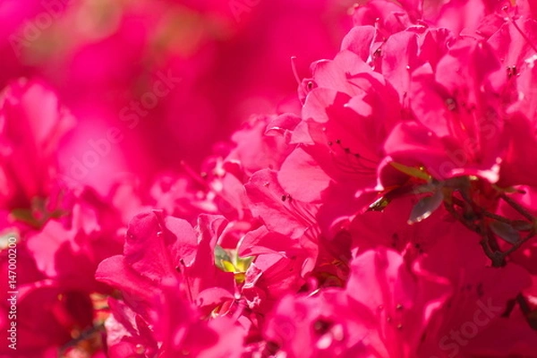 Fototapeta つつじ