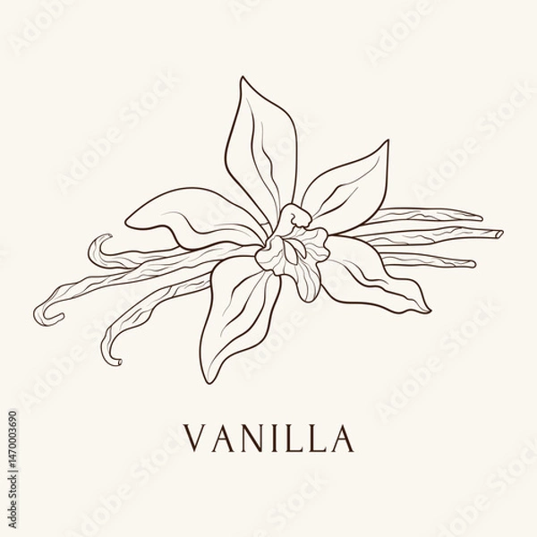 Fototapeta Vanilla flower and sticks. Hand drawn vector illustration