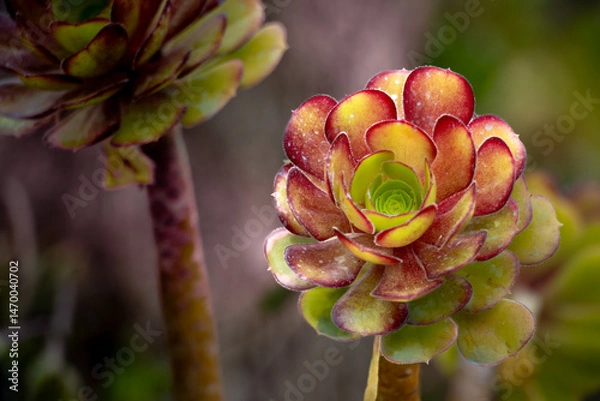 Obraz Aeonium zwartkop