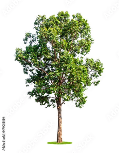 Fototapeta A tall, leafy tree with a sturdy trunk and dense green foliage.