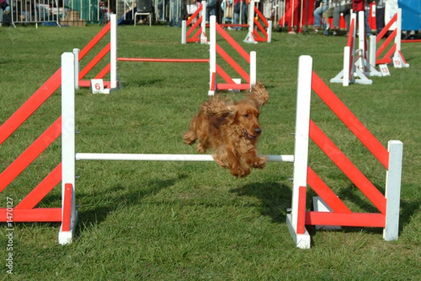 Obraz dog jumping in competition show