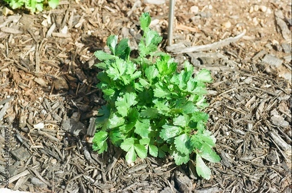 Obraz Apium graveolens var. secalinum - Chinese Green Cutting Celery 
