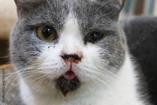 Fototapeta Cat with scabies disease that attacks the mouth and ears. Cat with eye infection looking at camera. Sick Cat eye half closed from pain.