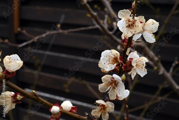 Obraz Apricot tree flowers damaged by late frost. Selective focus.