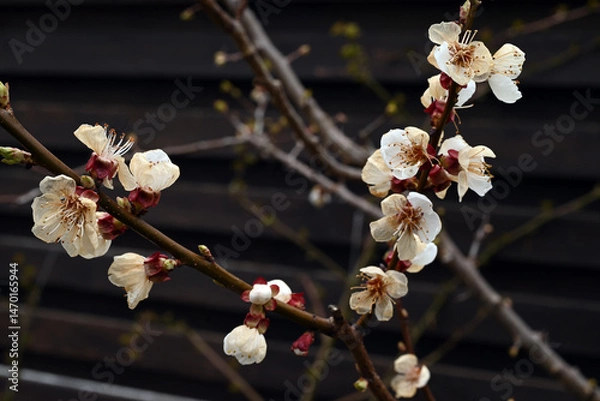Obraz Apricot tree flowers damaged by late frost. Selective focus.