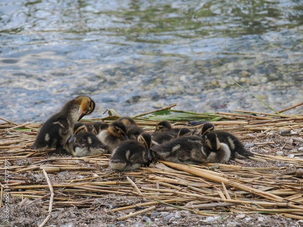 Fototapeta Mallard Duck (Anas platyrhynchos) chicks, resting, sleeping on the beach, among reeds and shells
