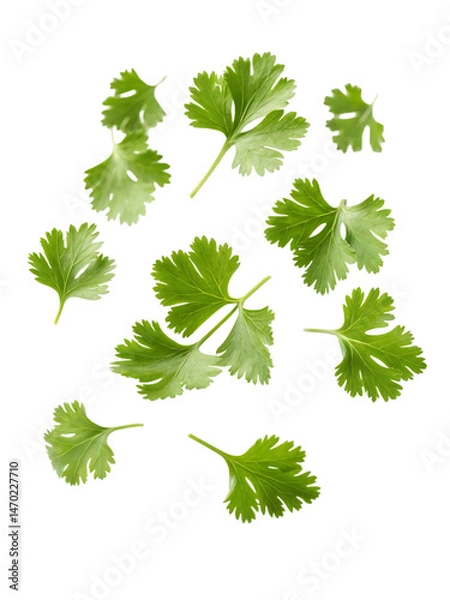 Obraz Fresh cilantro leaves falling vibrant green isolated on white background A burst of flavor perfect