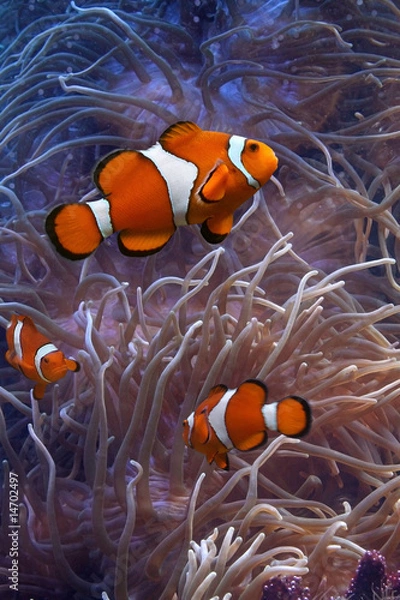 Obraz Clownfish