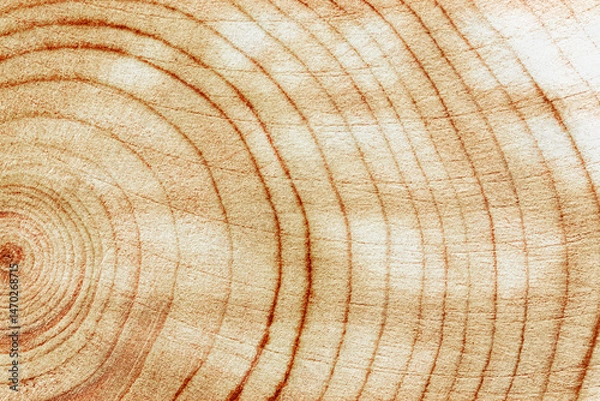 Obraz Wood pattern, detailed view of wooden texture with natural tree rings of juniper, eco textures earthy tones, dark color, Macro trend photo, circular growth patterns and organic beauty of material