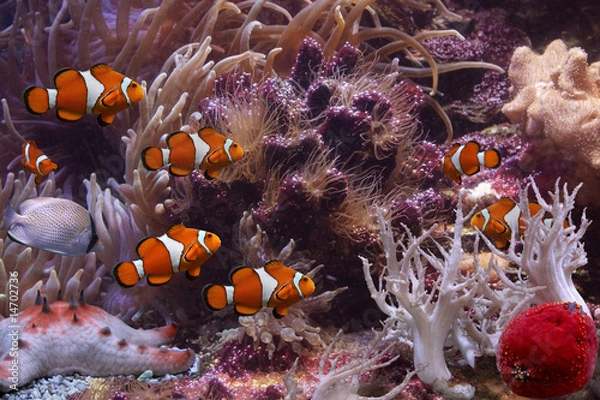 Obraz Tropical fishes