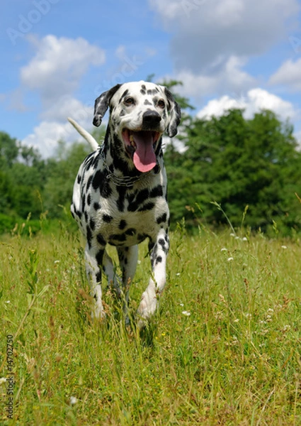 Fototapeta running Dalmatian