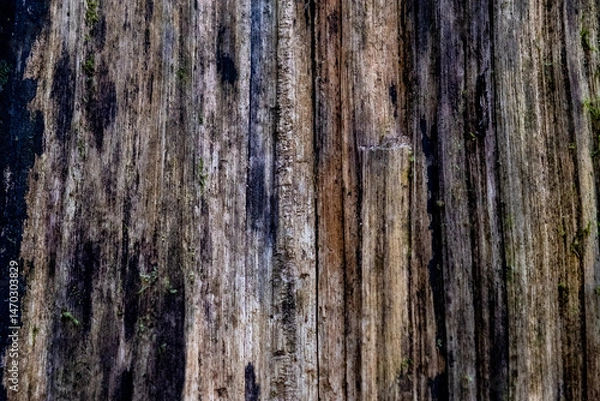 Fototapeta Close up of decaying wood showing vertical grain and moss