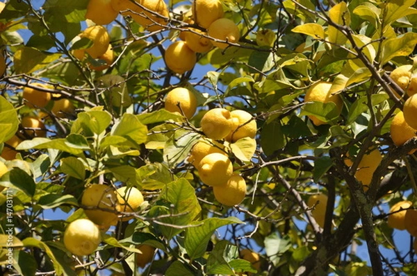 Fototapeta Lemon trees in Sicily