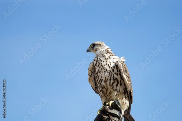 Obraz Halcón peregrino