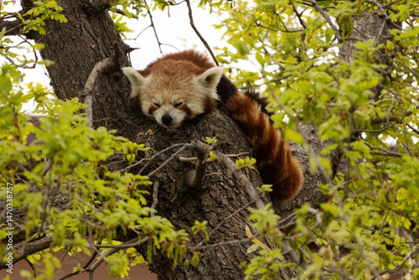 Obraz Oso panda rojo