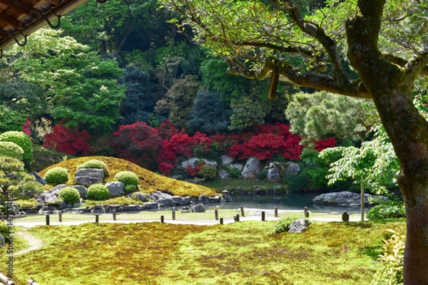 Fototapeta 霧島つつじが咲く日本庭園