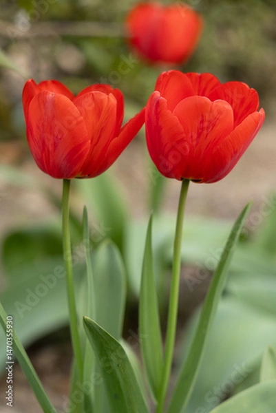 Obraz Tulipanes rojos