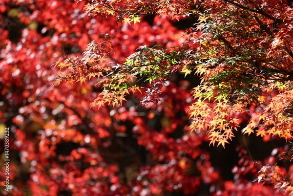 Fototapeta Autumn leaves 14