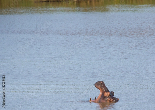 Fototapeta Hippopotamus in the water at the  ISimangaliso Wetland Park, South Africa