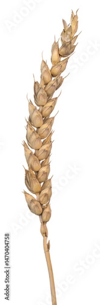 Obraz triticum aestivum ear