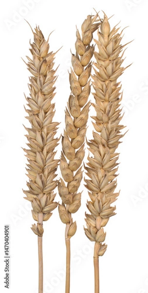 Obraz Triticum aestivum ears
