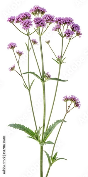 Fototapeta frontal Verbena bonariensis (the purpletop vervain, clustertop vervain, Argentinian vervain, verbena or pretty) isolated png on a transparent background perfectly cutout high resolution, AI Generative