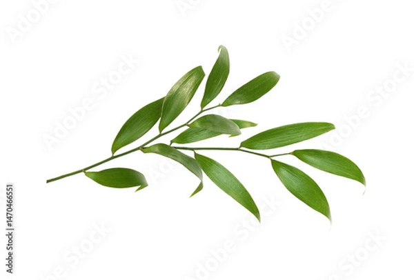 Fototapeta Green twig of italian ruscus (DANAE RACEMOSA) with fresh leaves isolated on white or transparent background