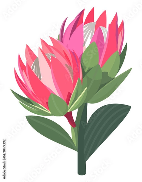 Obraz Bud of protea. Vector isolated illustration
