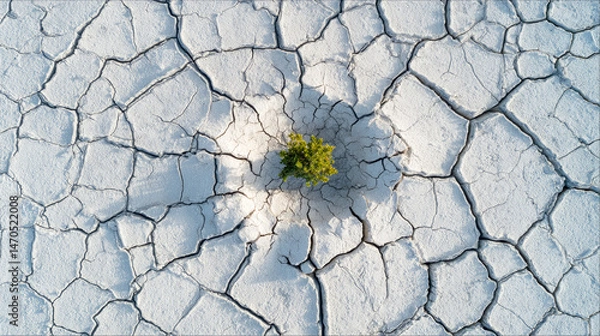 Obraz Drone shot of a vast cracked salt flat with a single vibrant green plant growing in the center, symbolizing renewal, hope, and climate recovery. Ai generative.