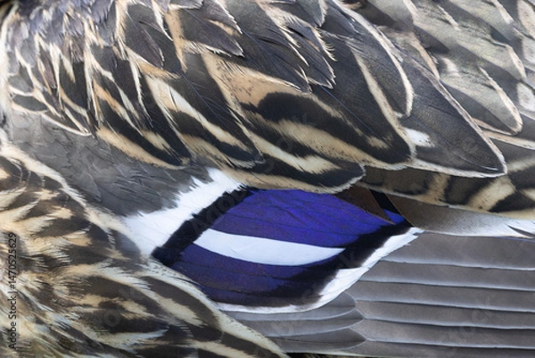 Fototapeta Plumage detail background of distinctive purple speculum patch on mallard duck wing feathers is background of natural patterns and texture