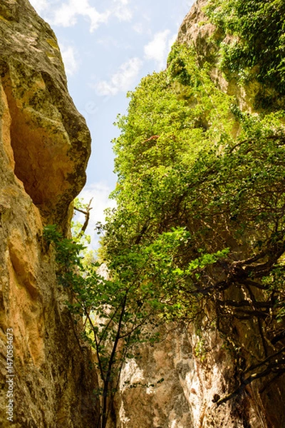 Obraz rock in the forest