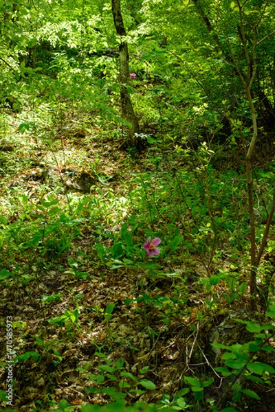 Fototapeta path in the forest