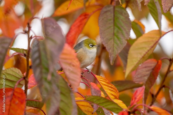 Fototapeta A waxeye also known as a silvereye bird in a tree with orange Autumnal colours