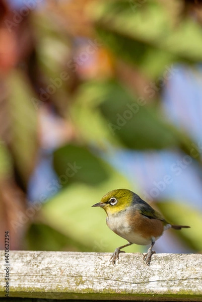 Fototapeta A waxeye also known as a silvereye bird on a branch in Autumn with space for text