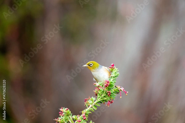 Fototapeta A waxeye also known as a silvereye bird on a branch with pink flowers with space for text