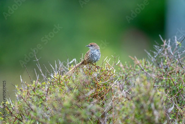 Fototapeta New Zealand Fernbird also known as Matata with a long tail on a wetland branch