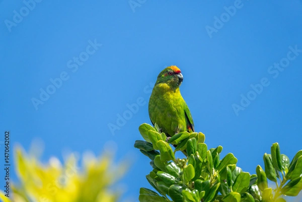 Fototapeta Yellow Crowned Kakariki also known as a Parakeet Parrot in New Zealand on a branch on a blue sky summers day