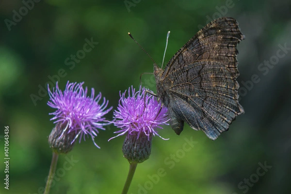 Fototapeta A peacock butterfly sitting in the grass in the meadow.
