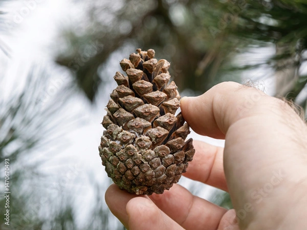 Fototapeta Close-up of a person gently holding a natural pine cone with fingers against a blurred outdoor background of pine needles and branches conveying nature