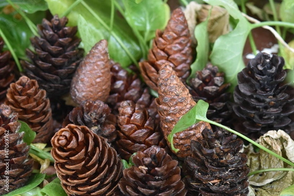 Obraz pine cone