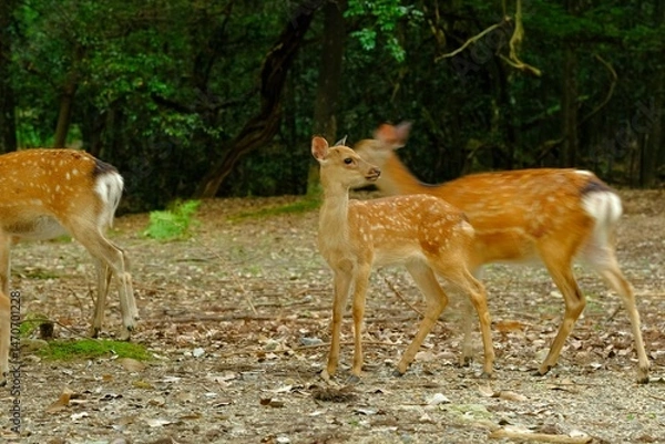 Obraz fawn in Nara park .The deer of Nara Prefecture have been considered holy since ancient times.