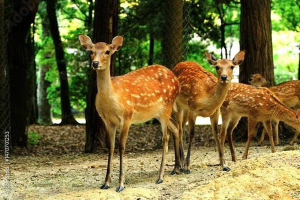 Obraz group of deer in woods ,Nara, Japan