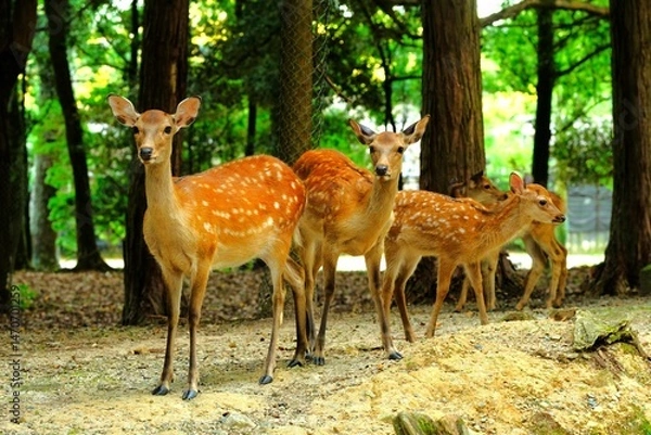 Obraz group of deer in woods ,Nara, Japan