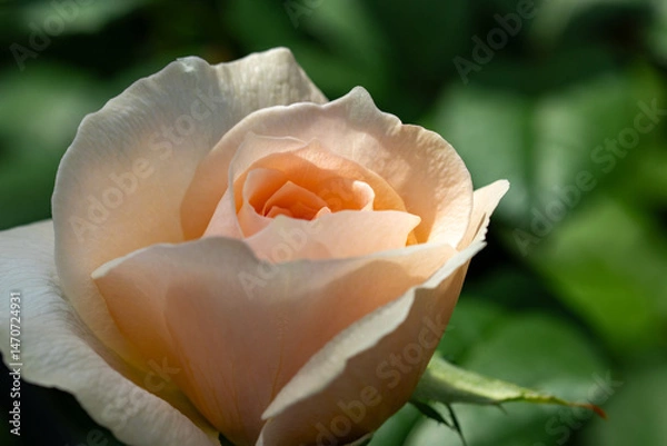 Fototapeta 薄いオレンジ色のバラ