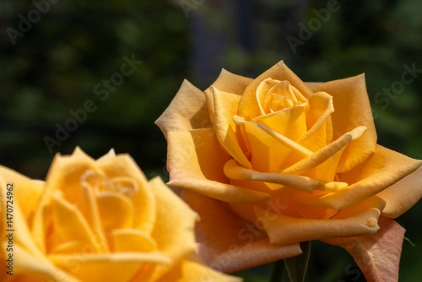 Obraz 黄色いバラ